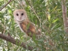 owl-barn-no1-maricopa-aug-2006