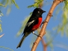 painted-redstart-no4-gwp-4-7-06