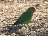 peach-faced-lovebird-gwp-2-11-06