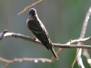 pewee-western-wood-kelowna-5-11-06