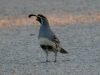 quail-gambels-gwp-4-8-06