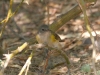 redstart-american-gwp-10-10-06