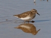 sandpiper-least-gwp-02-01-06