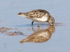 sandpiper-least-gwp-02-06-06
