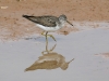 sandpiper-solitary-gwp-04-27-06