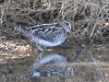 snipe-wilsons-no2-gwp-feb-2006