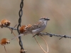 sparrow-chipping-no2-white-mnts-05-25-06