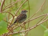 sparrow-chipping-rio-solado-july-2006