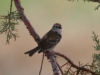 sparrow-chipping-white-mnts-05-25-06