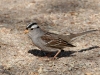 sparrow-white-crowned-no2-01-25-06