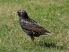 starling-european-asu-biz-park4-5-06