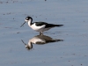 stilt-black-necked-no1-02-01-06