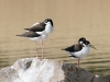 stilt-black-necked-no2-chandler-01-23-06