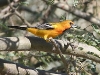 streakedbackoriole_0