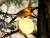 streakerbackoriole2_0