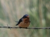 swallow-barn-white-mnts-5-25-05