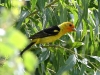 tanager-western-no1-rio-salado-july-31-06