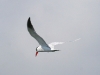 tern-caspian-carlsbad-ca-4-15-06