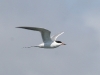 tern-forsters-carlsbad-ca-4-15-06