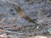 thrush-hermit-gwp-10-10-06