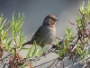 towhee-california-san-diego-july-2006