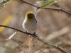 verdin-no2-backyad-01-25-06
