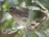 vireo-warbling-no1-gwp-5-25-06