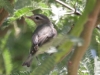 vireo-warbling-no2-gwp-5-25-06