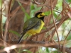warbler-hooded-no1-rio-salado-july-31-06