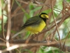 warbler-hooded-no2-rio-salado-july-31-06