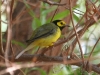 warbler-hooded-no3-rio-salado-july-31-06