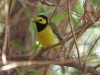 warbler-hooded-no4-rio-salado-july-31-06