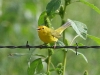 warbler-wilsons-eager-09-03-06