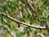 waxwing-cedar-kelowna-5-12-06