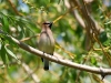 waxwing-cedar-kelowna-5-12-06_0