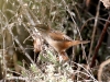 wren-marsh-gwp-02-03-06