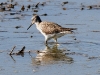 yellow-legs-greater-gwp-04-07-06